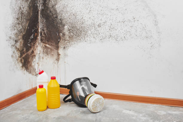 Best Mold Remediation  in Pratt, KS