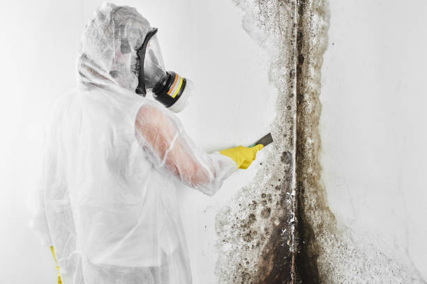 Best Best Mold Removal Companies  in Pratt, KS