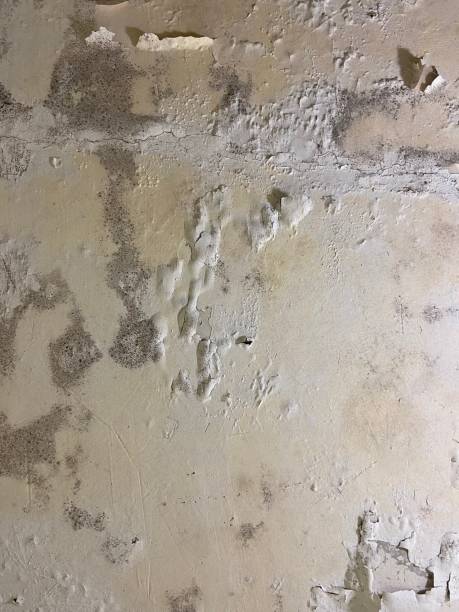 Best Mold Damage Repair  in Pratt, KS