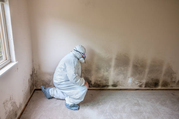 Pratt, KS Mold Removal Company
