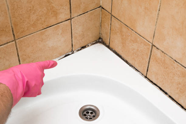 Best Mold Remediation  in Pratt, KS